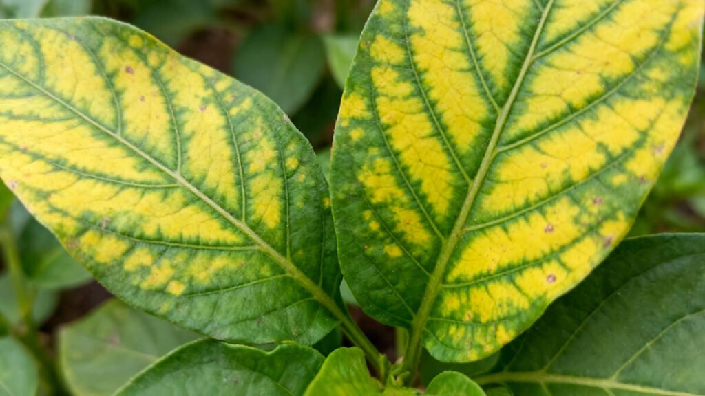 Manganese Deficiency Symptoms